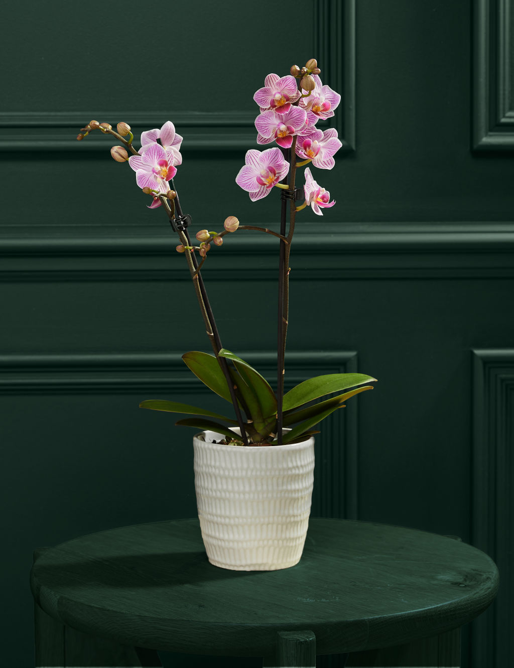 Pink Miniature Phalaenopsis Orchid in Ceramic Pot