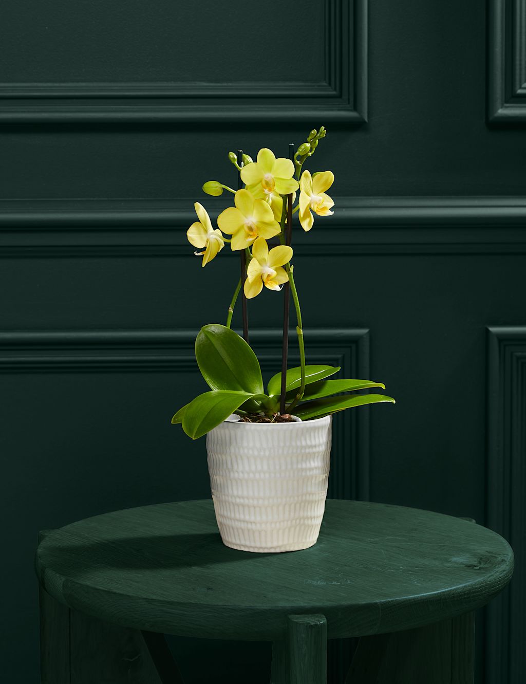 Yellow Miniature Phalaenopsis Orchid in Ceramic Pot