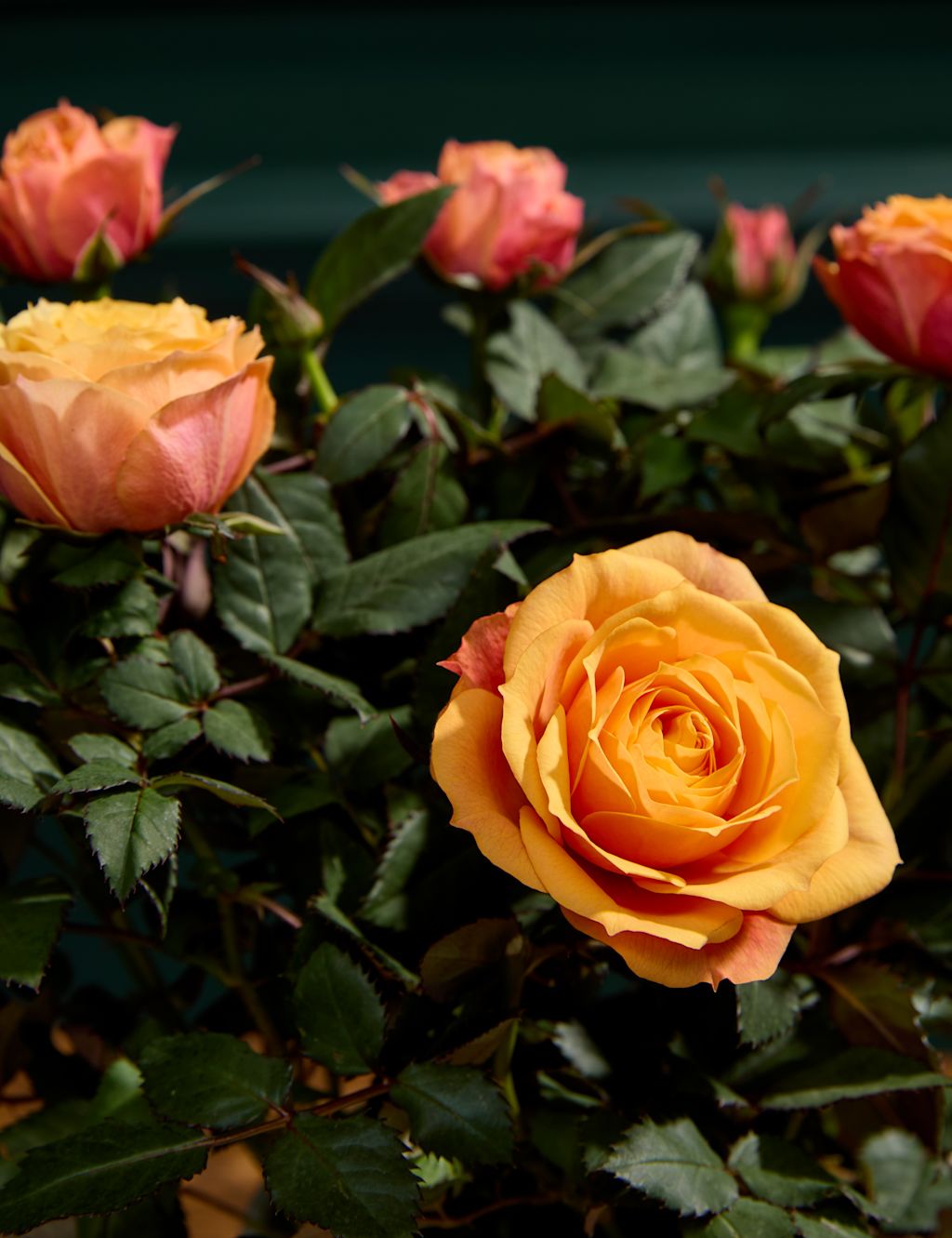 Rose & Truffle