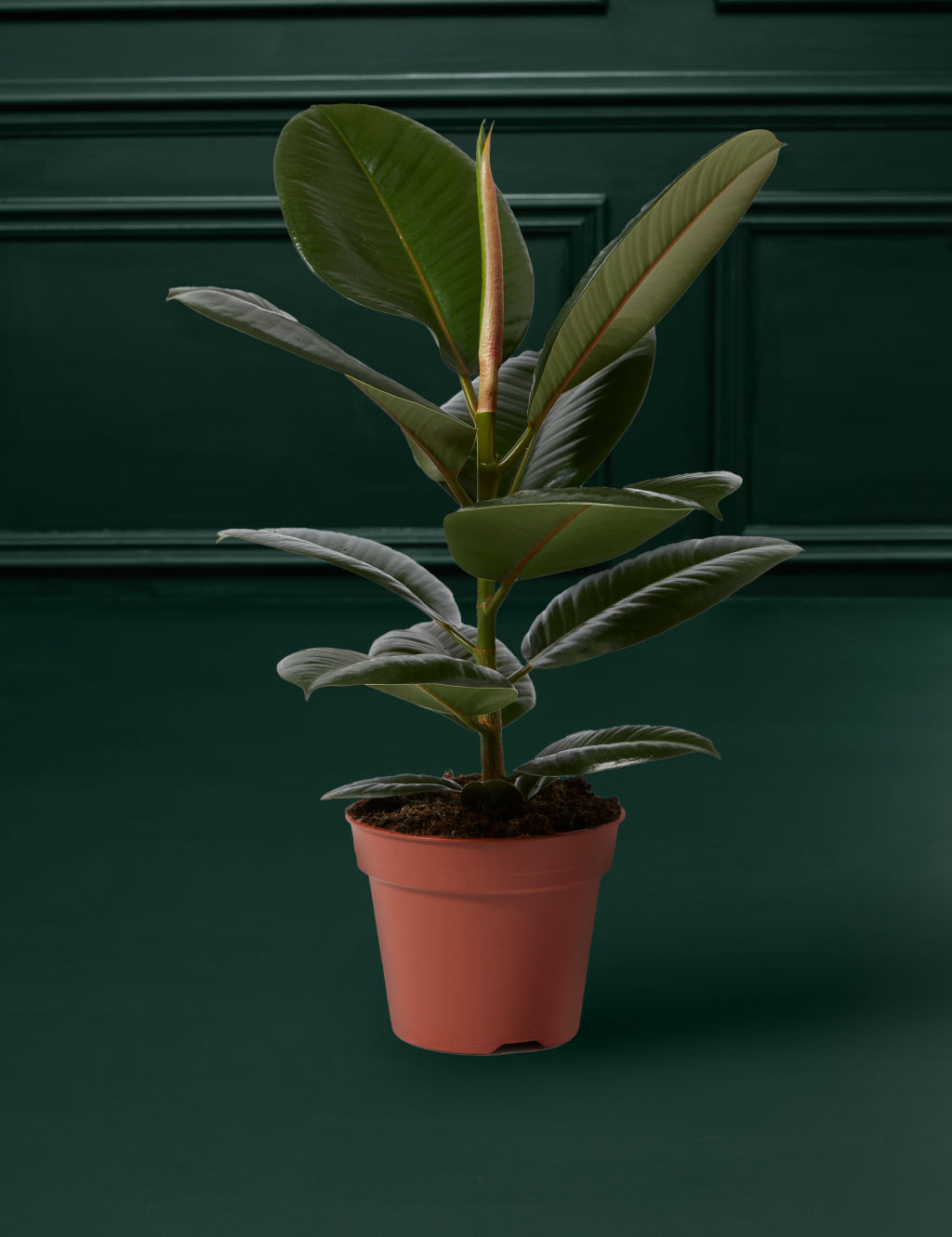 Large Ficus Rubber Plant 3 of 4