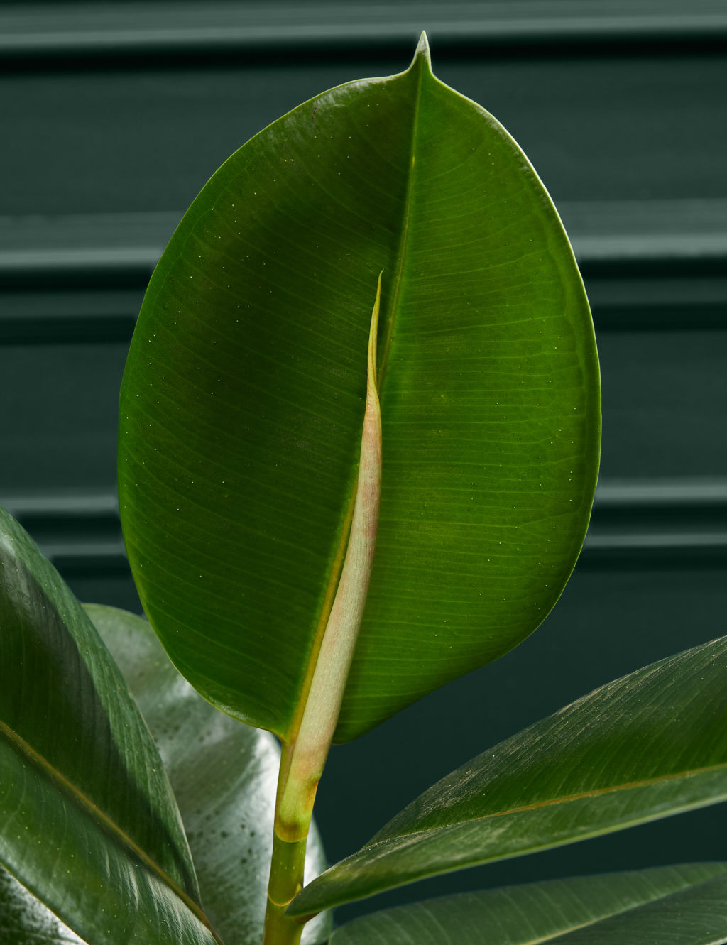 Large Ficus Rubber Plant 1 of 4