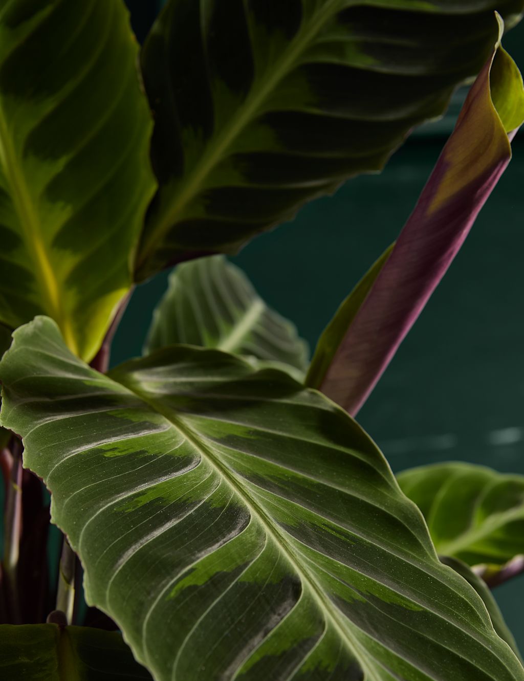 Large Calathea Plant