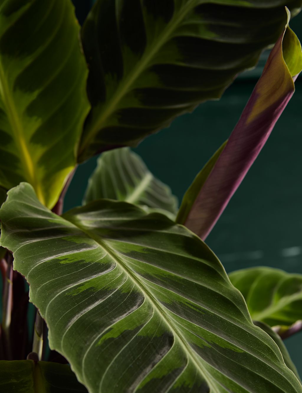 Large Calathea Plant 1 of 4