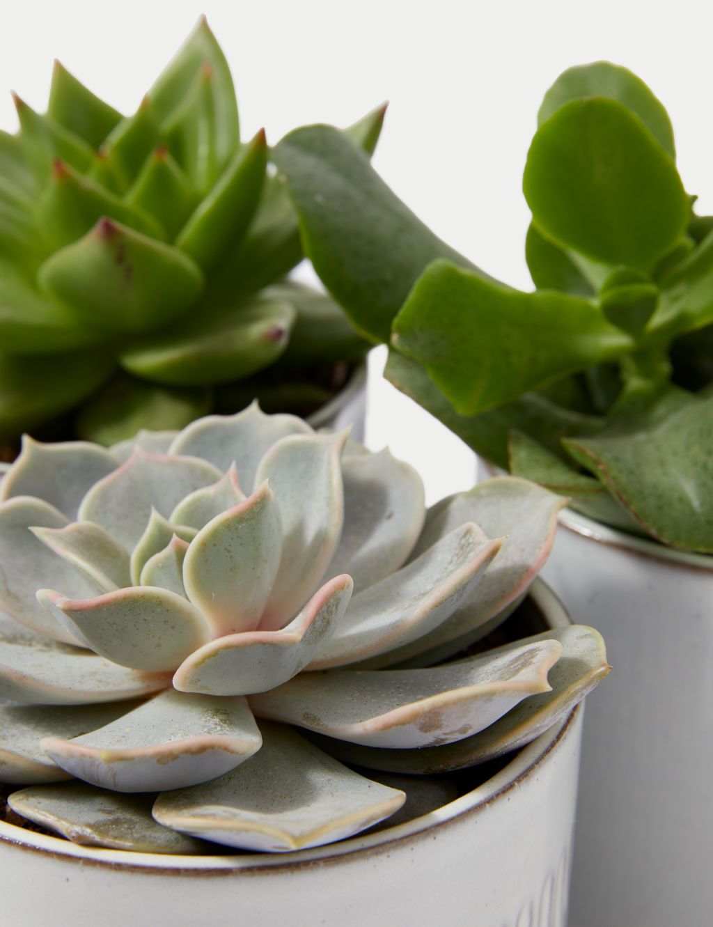 Shelfie Succulent Trio 2 of 4