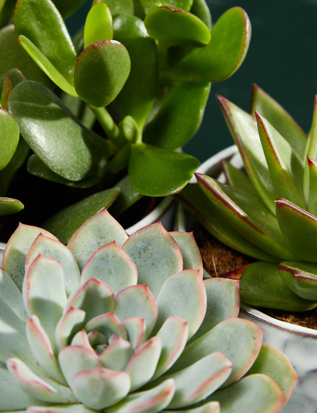 Shelfie Succulent Trio