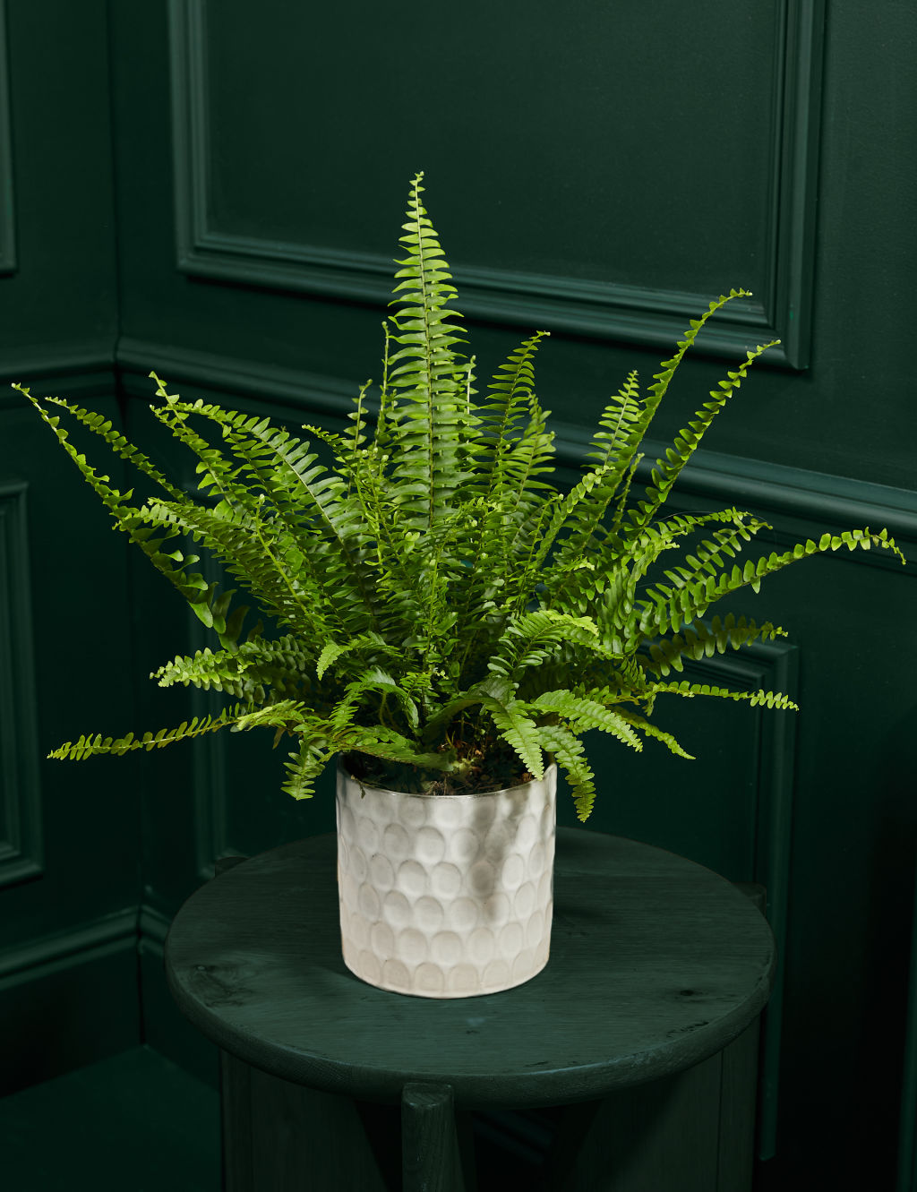 Medium Boston Fern in Ceramic Pot