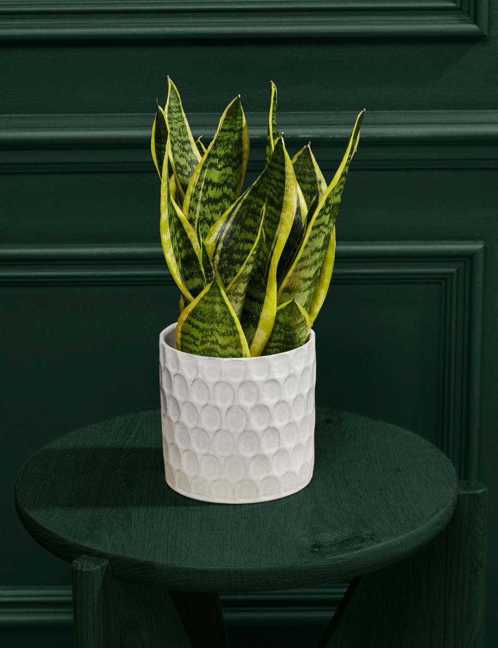 Medium Sansevieria (Snake Plant) in Ceramic Pot 3 of 5