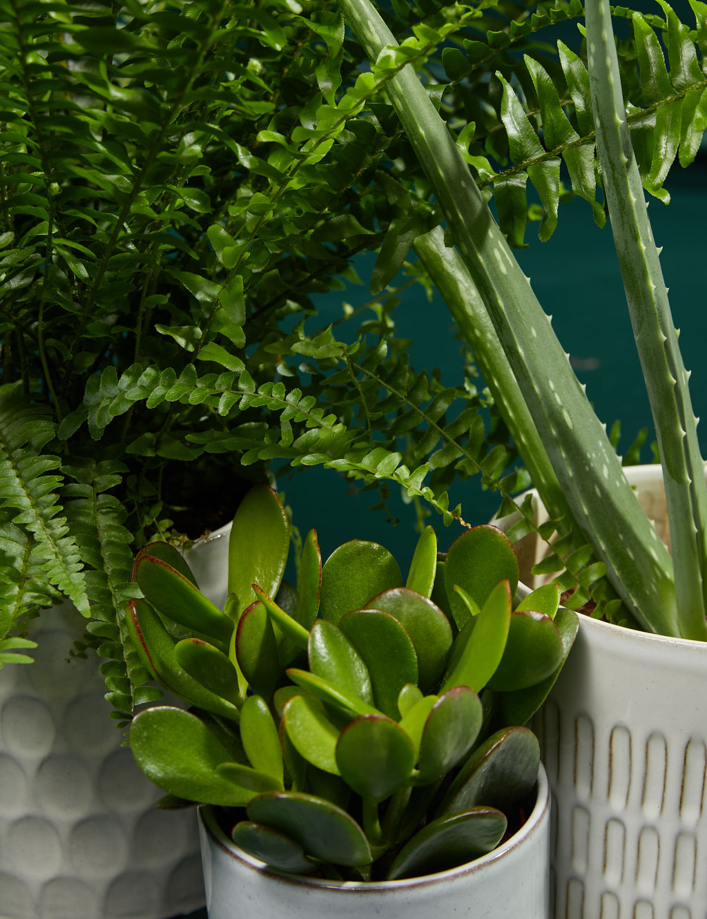 Bathroom Green Plant Bundle