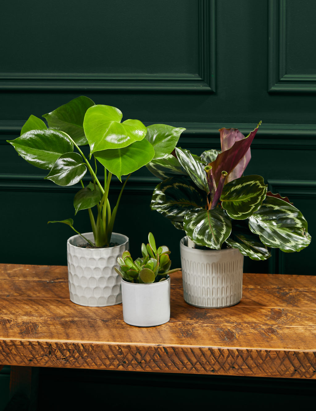 Beginners Green Plant Bundle
