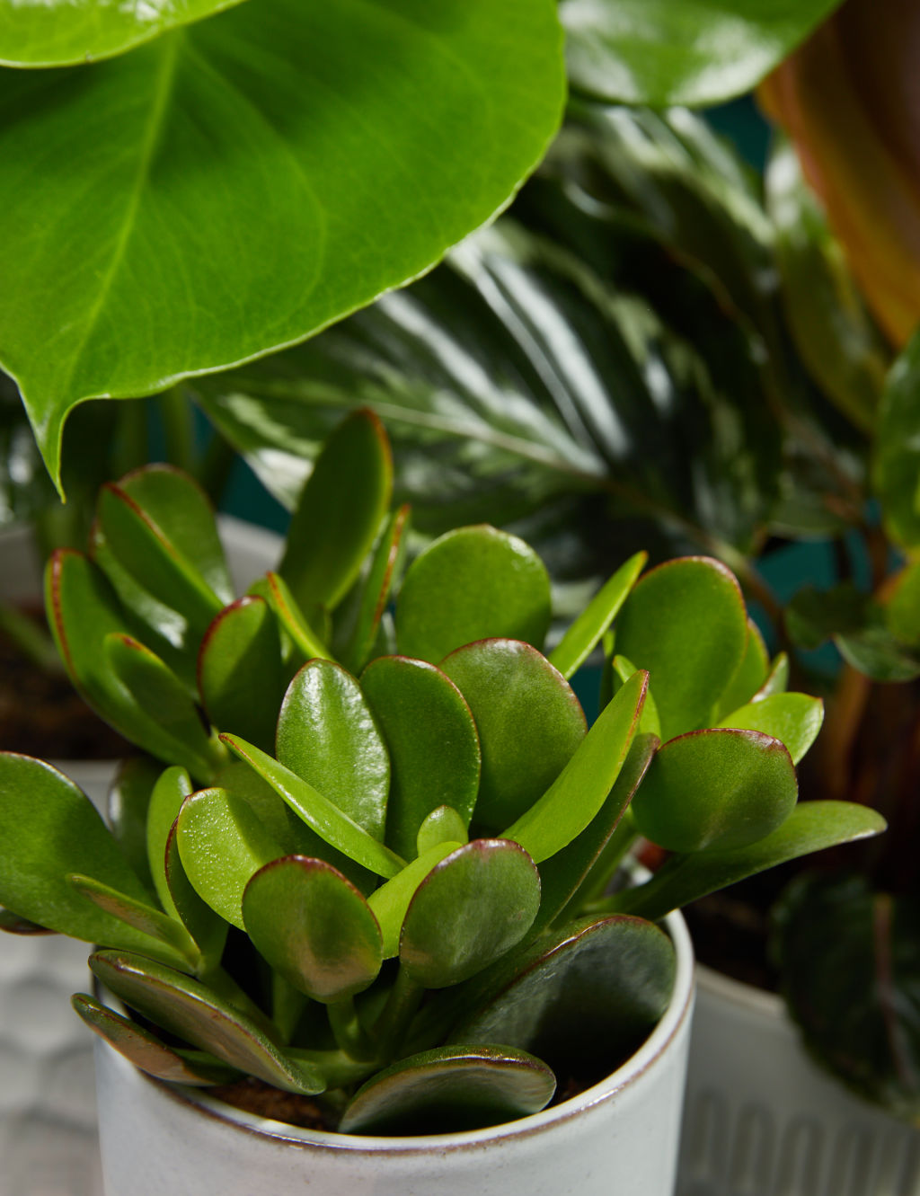 Beginners Green Plant Bundle