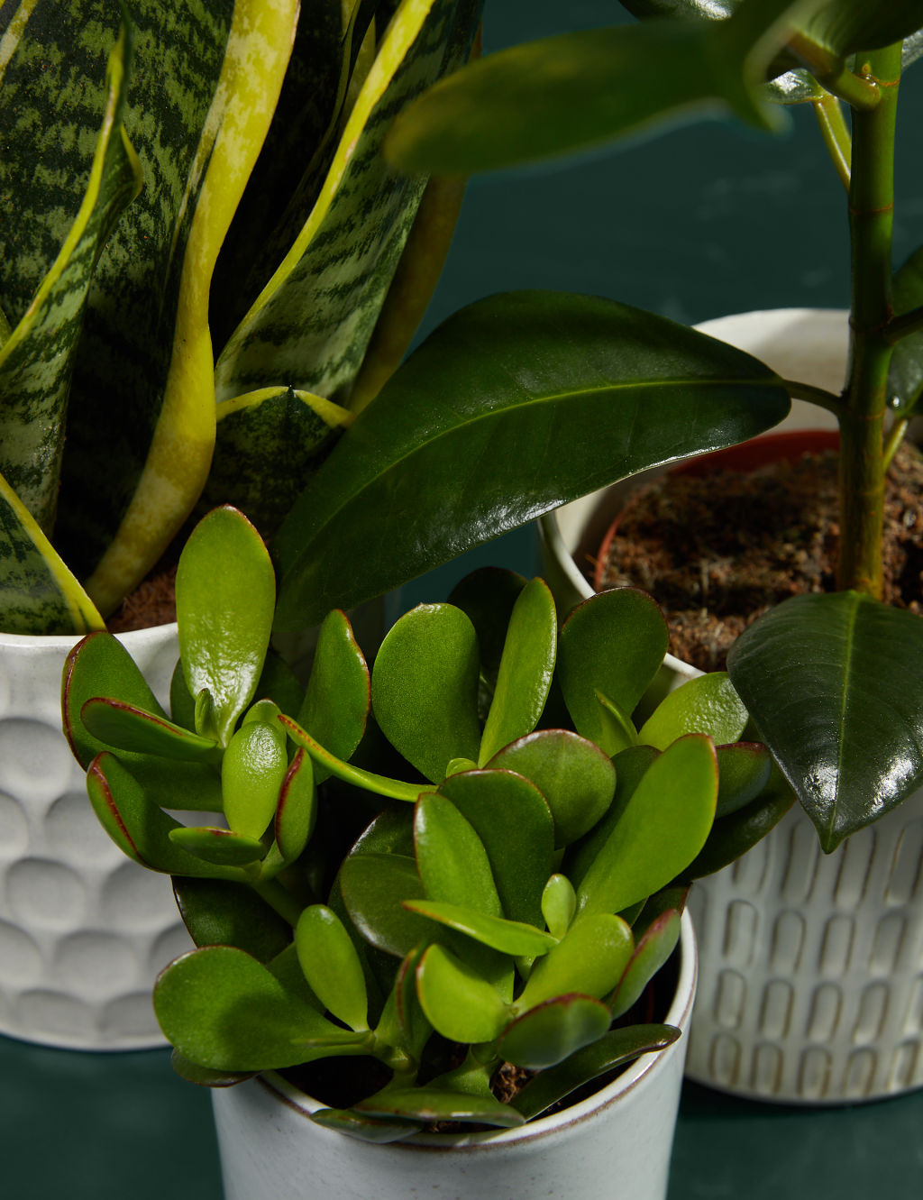 Easy Care Green Plant Bundle