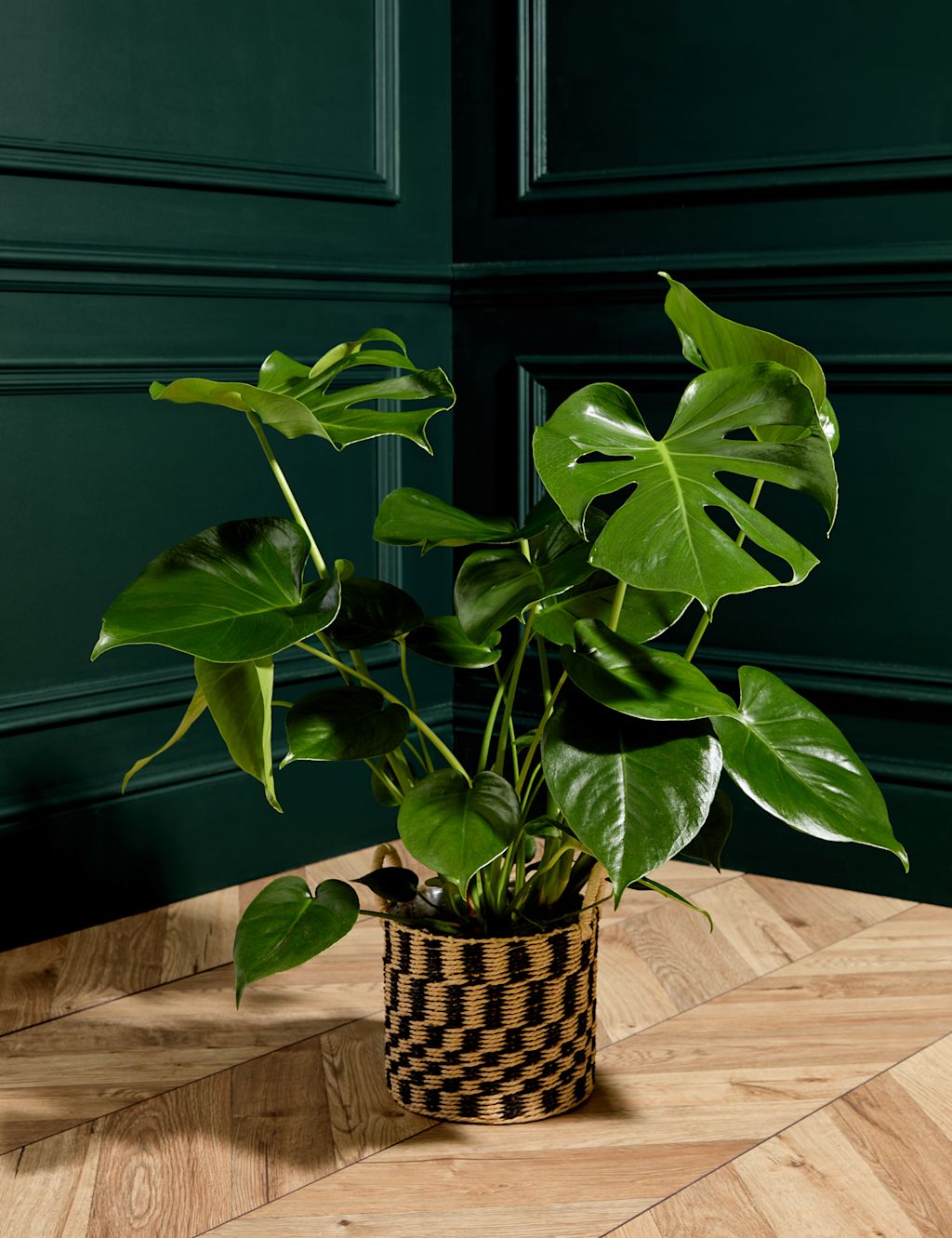 Large Monstera (Swiss Cheese Plant)