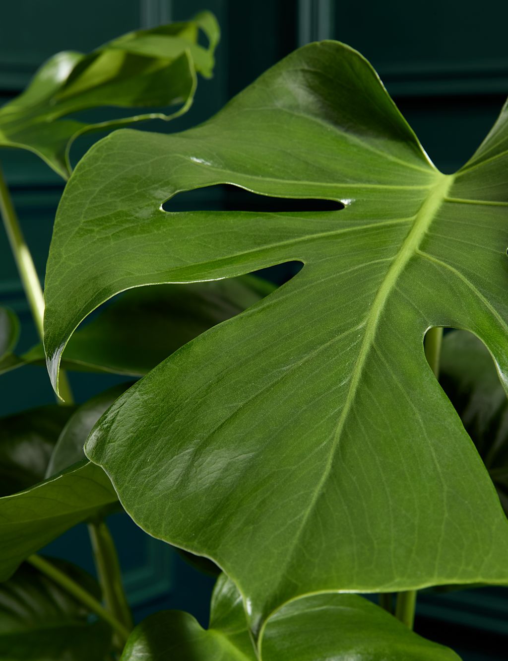 Large Monstera (Swiss Cheese Plant) 1 of 4