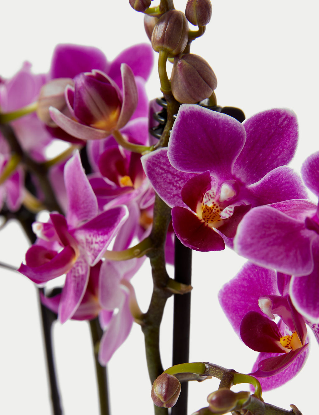 Duo Purple Phalaenopsis Orchid Planter 2 of 4