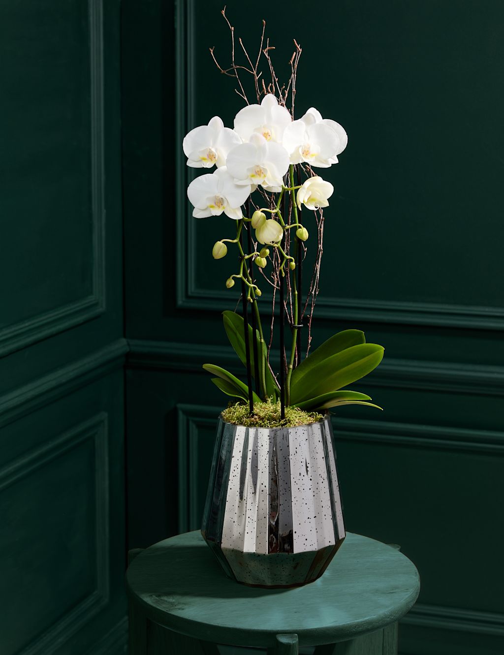 Luxury White Phalaenopsis Orchid Cascade in Gold Glass