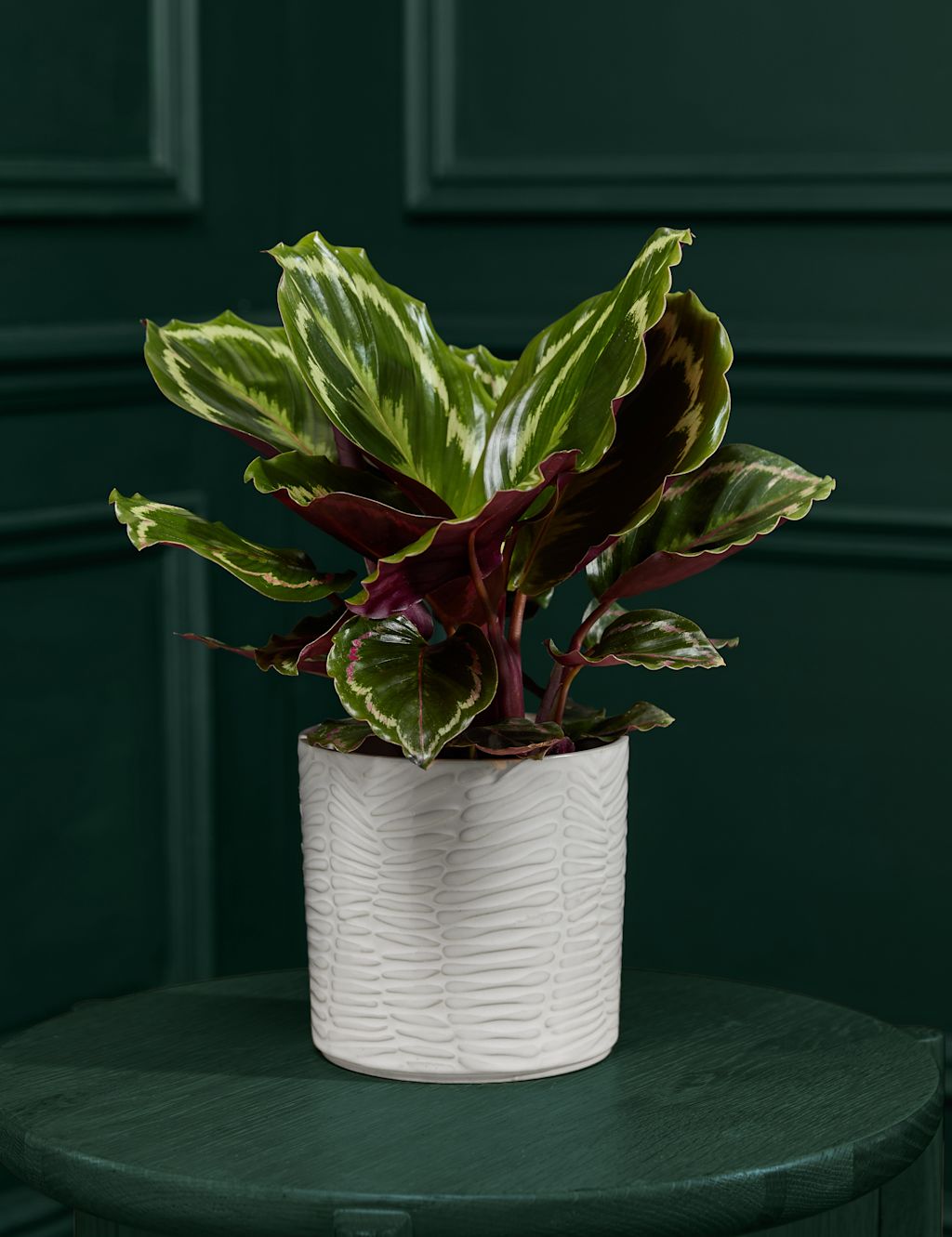 Medium Calathea in Ceramic Pot 3 of 5