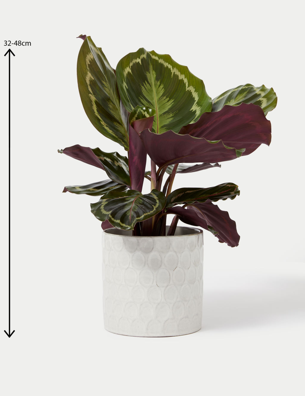 Medium Calathea in Ceramic Pot 4 of 5