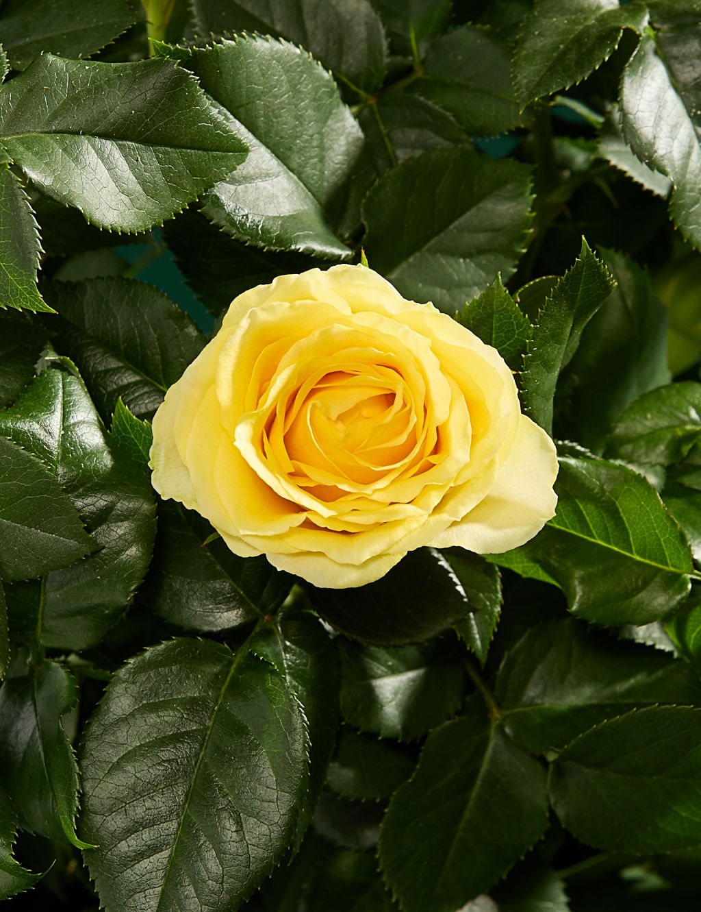 Rose in Ceramic