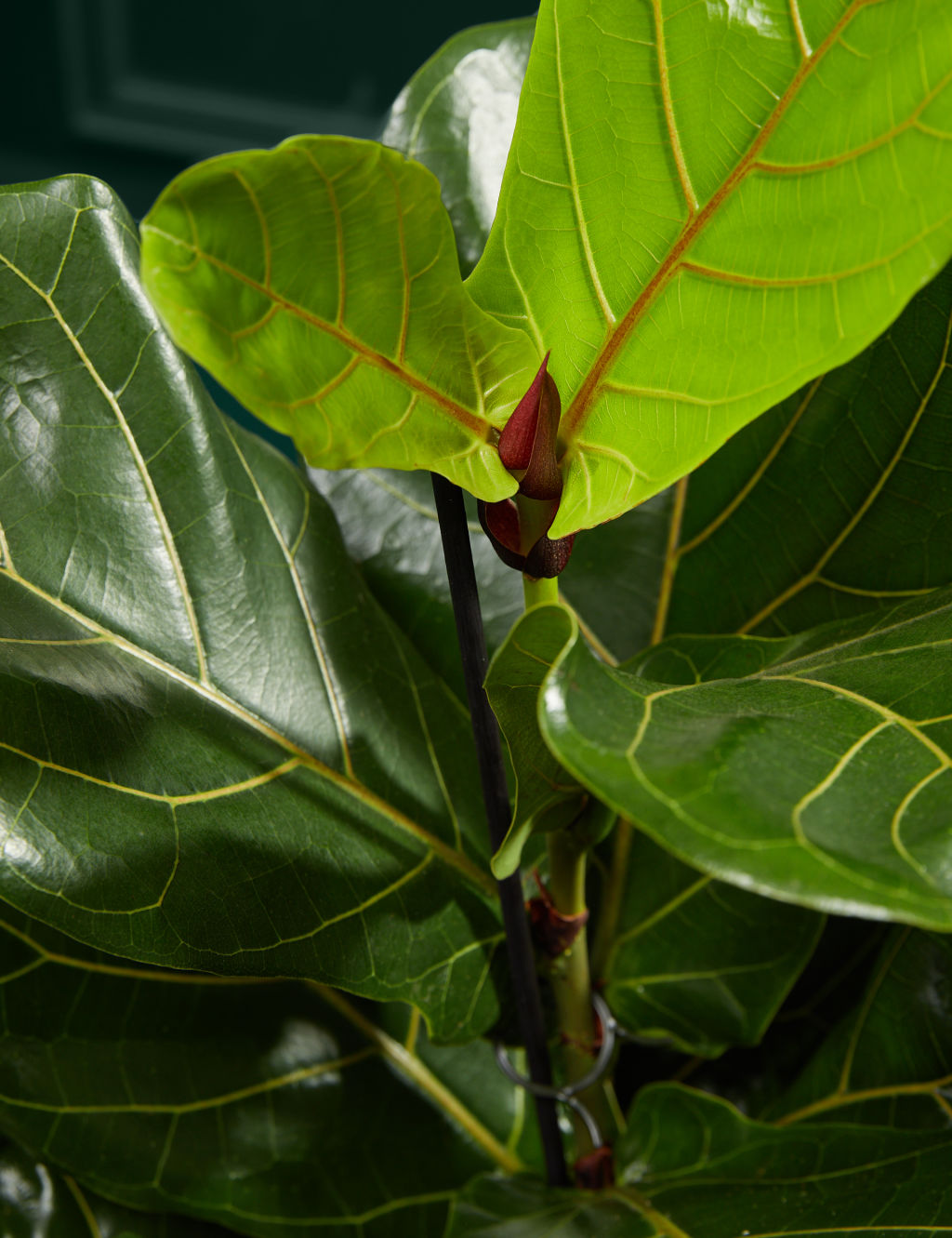 Large Fiddleleaf Plant 1 of 4