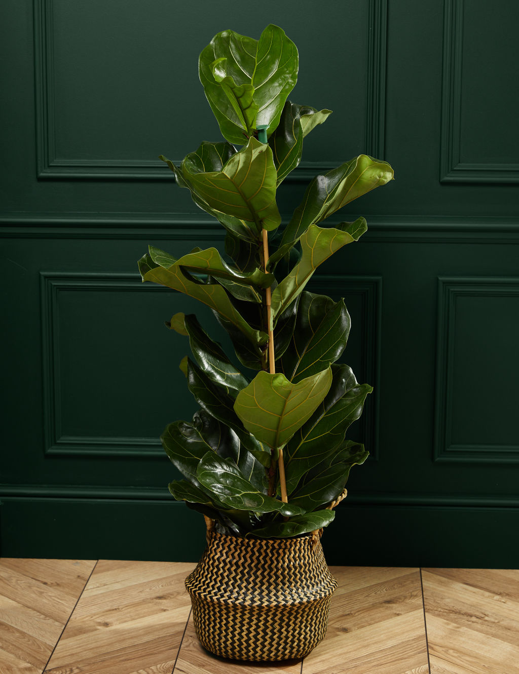 Extra Large Fiddleleaf Fig in Basket