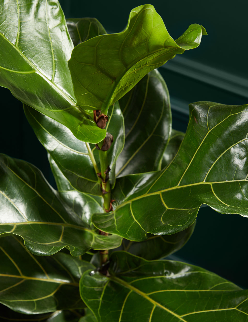 Extra Large Fiddleleaf Fig in Basket