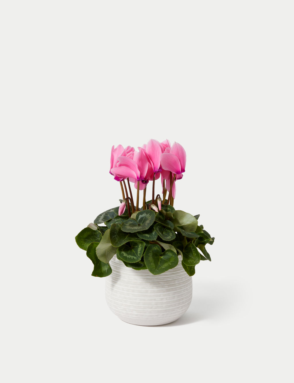 Cyclamen Plant with Ceramic Pot