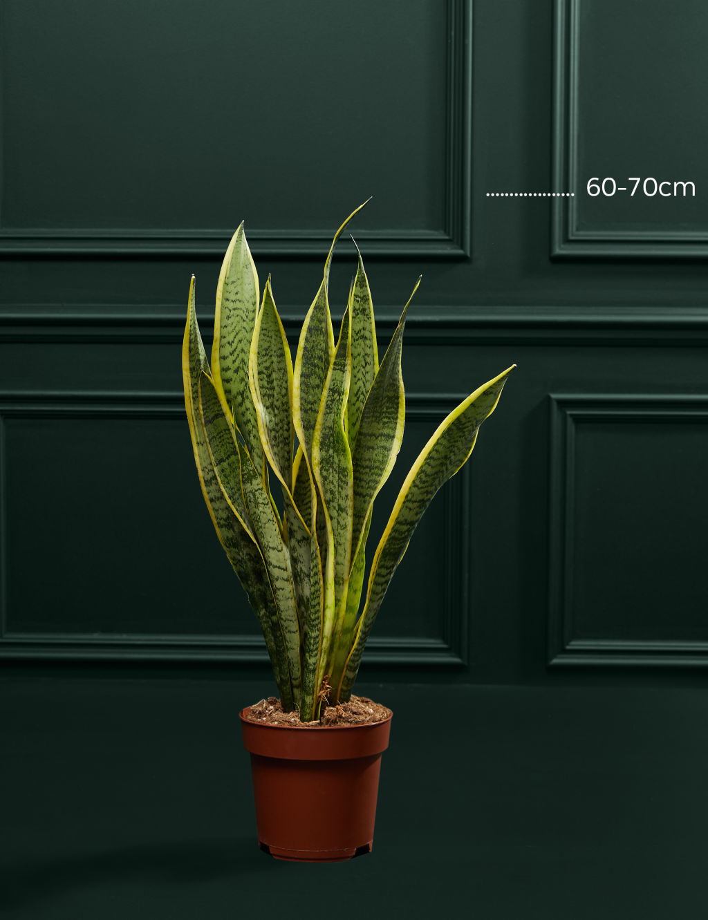 Large Sansevieria Plant