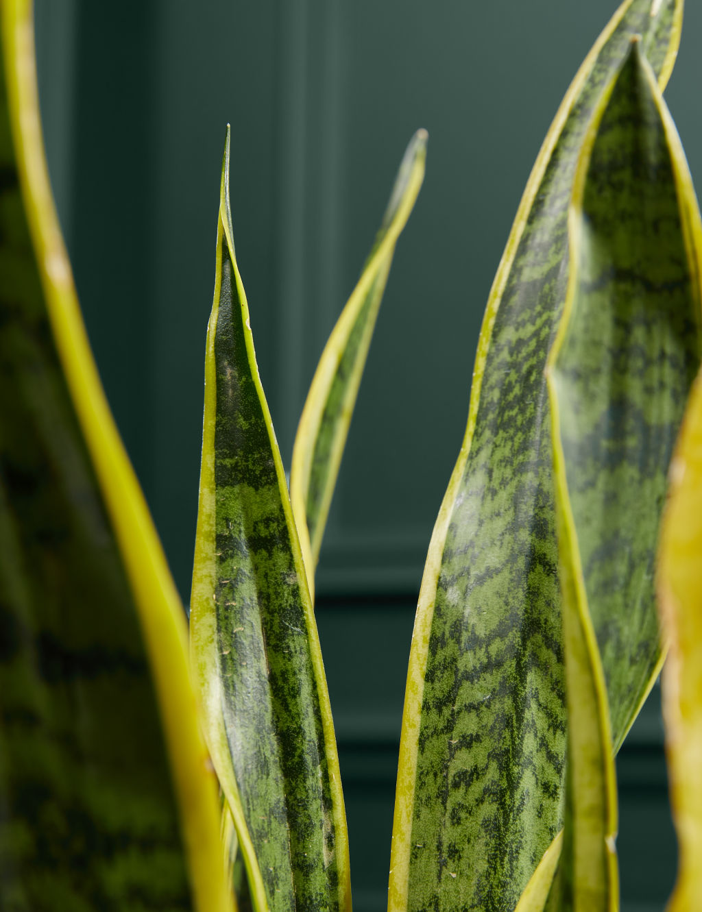 Large Sansevieria Plant 1 of 5