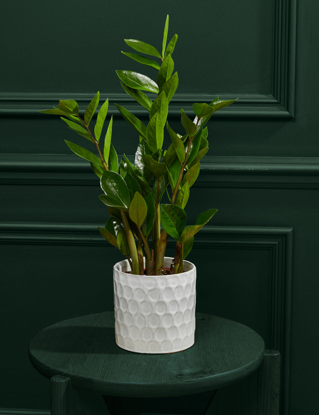 Medium Zamioculcas in Ceramic Pot