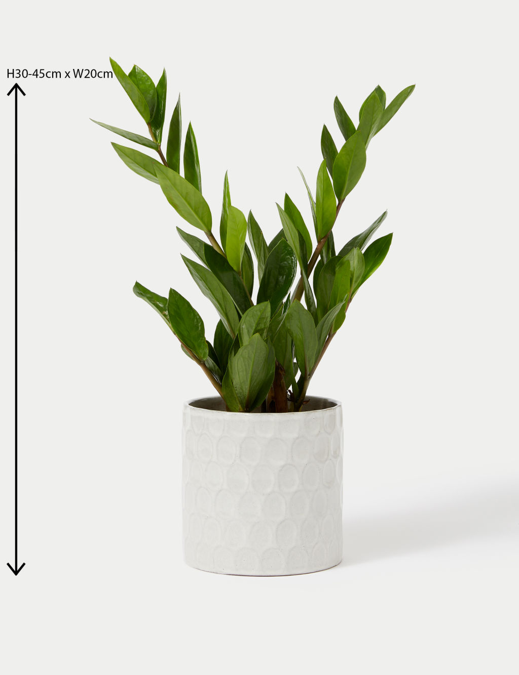 Medium Zamioculcas in Ceramic Pot 4 of 5