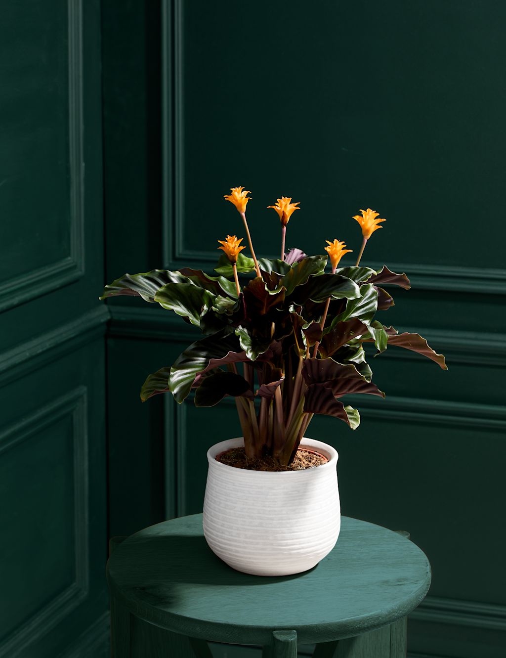 Flowering Calathea in Ceramic Pot