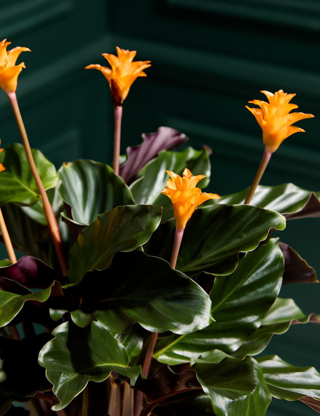 Flowering Calathea in Ceramic Pot