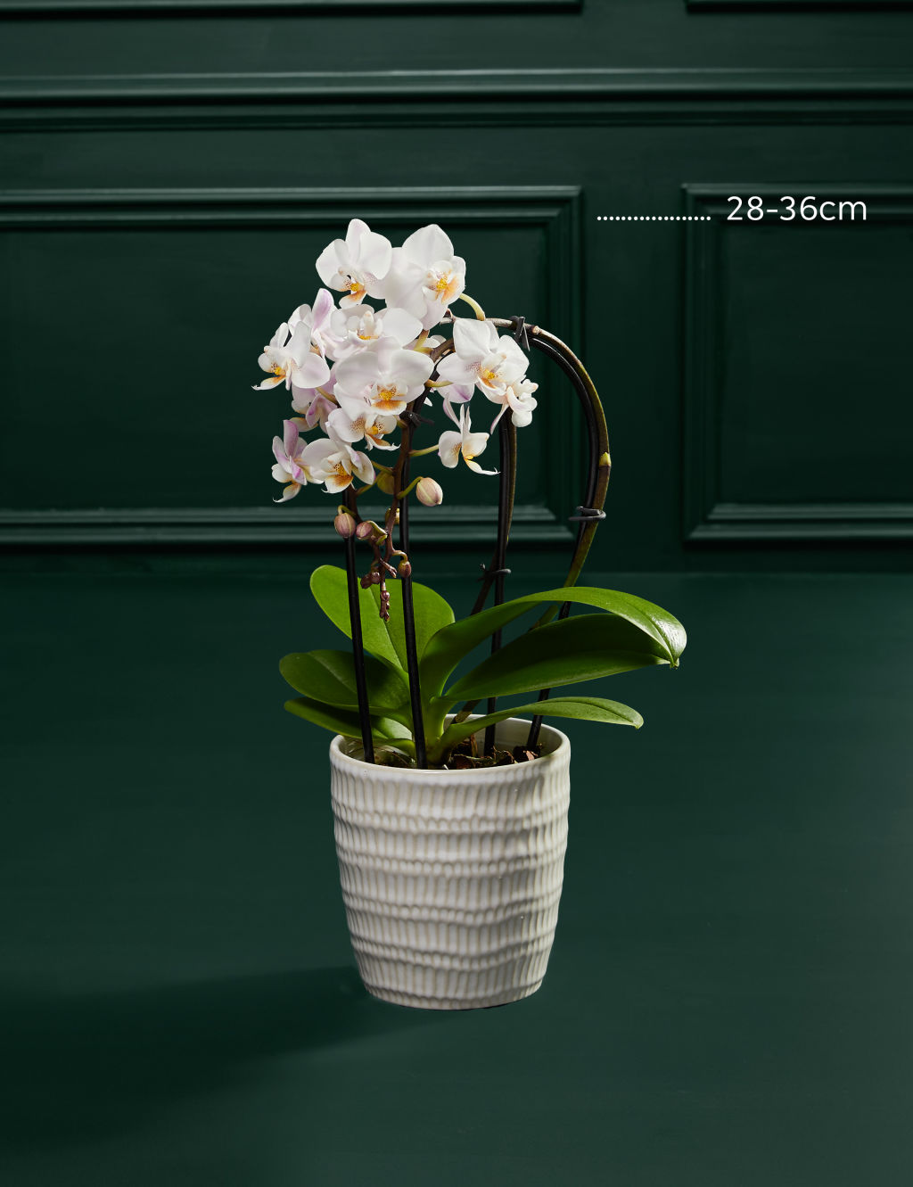 Miniature White Cascade Orchid Ceramic & Cocoa Dusted Liquid Salted