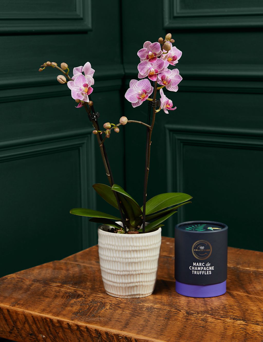 Miniature Pink Phalaenopsis Orchid Ceramic & Cocoa Dusted Liquid Salted Caramels Bundle