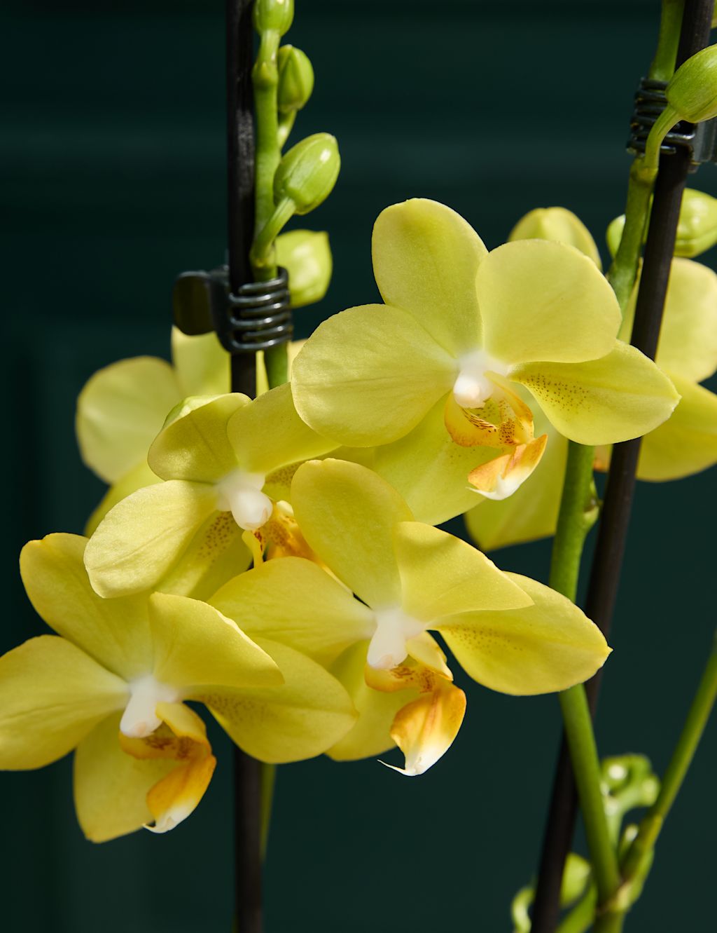 Miniature Yellow Phalaenopsis Orchid Ceramic & Cocoa Dusted Liquid Salted Caramels Bundle