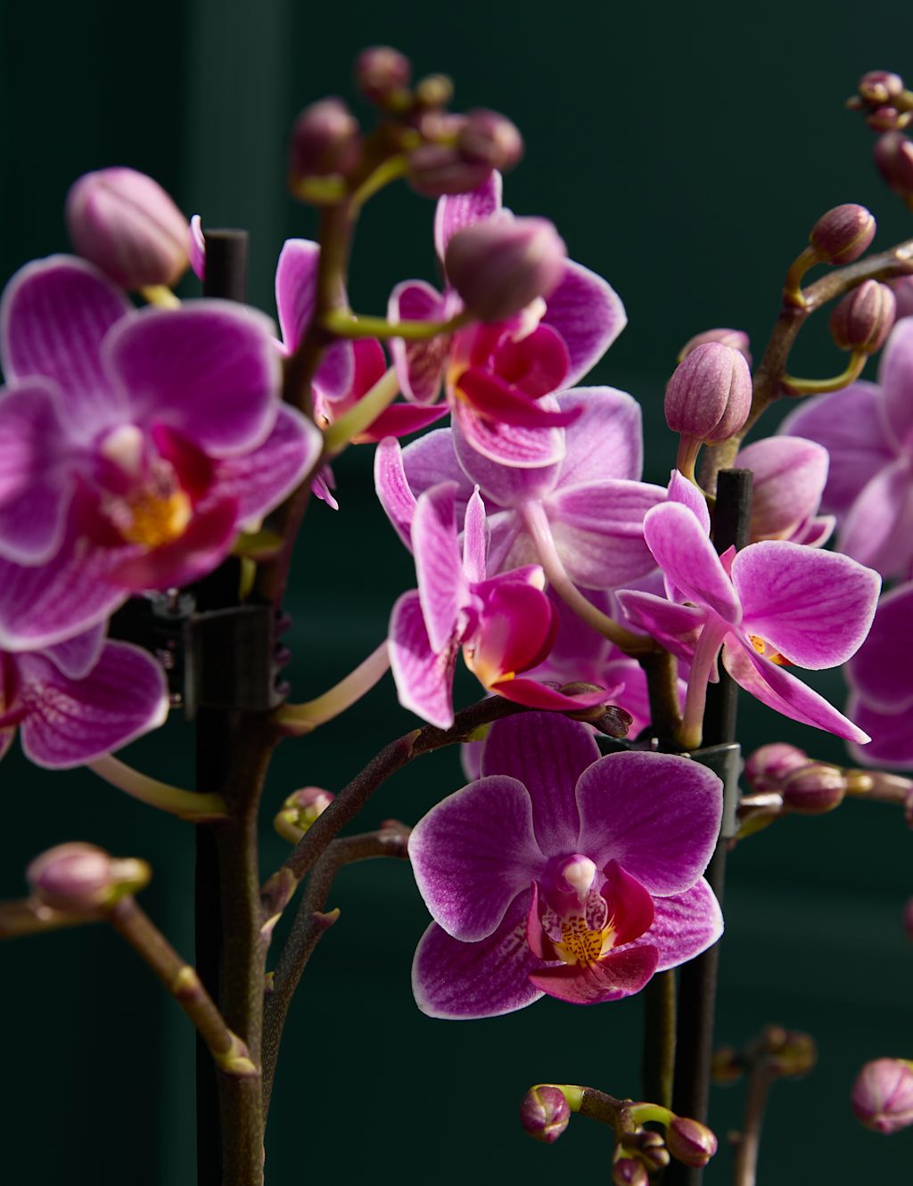 Duo Purple Phalaenopsis Planter & Belgian Chocolates Bundle