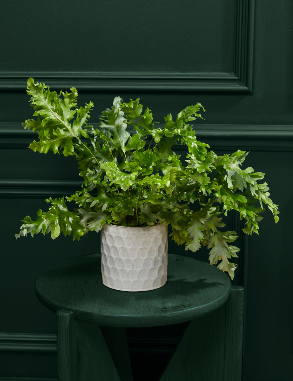 Fern Ceramic