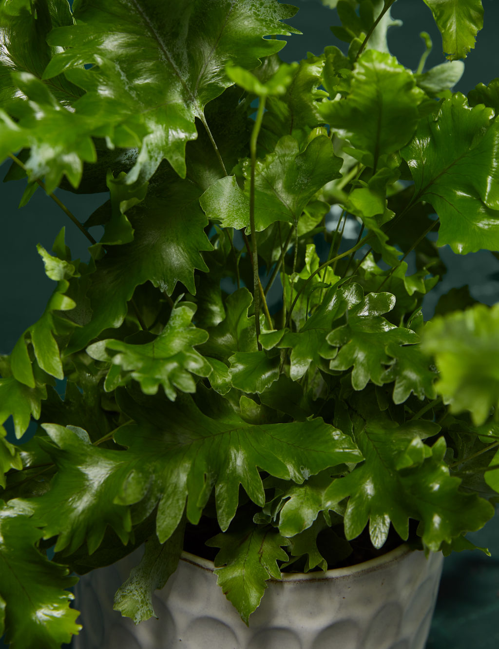 Fern Ceramic