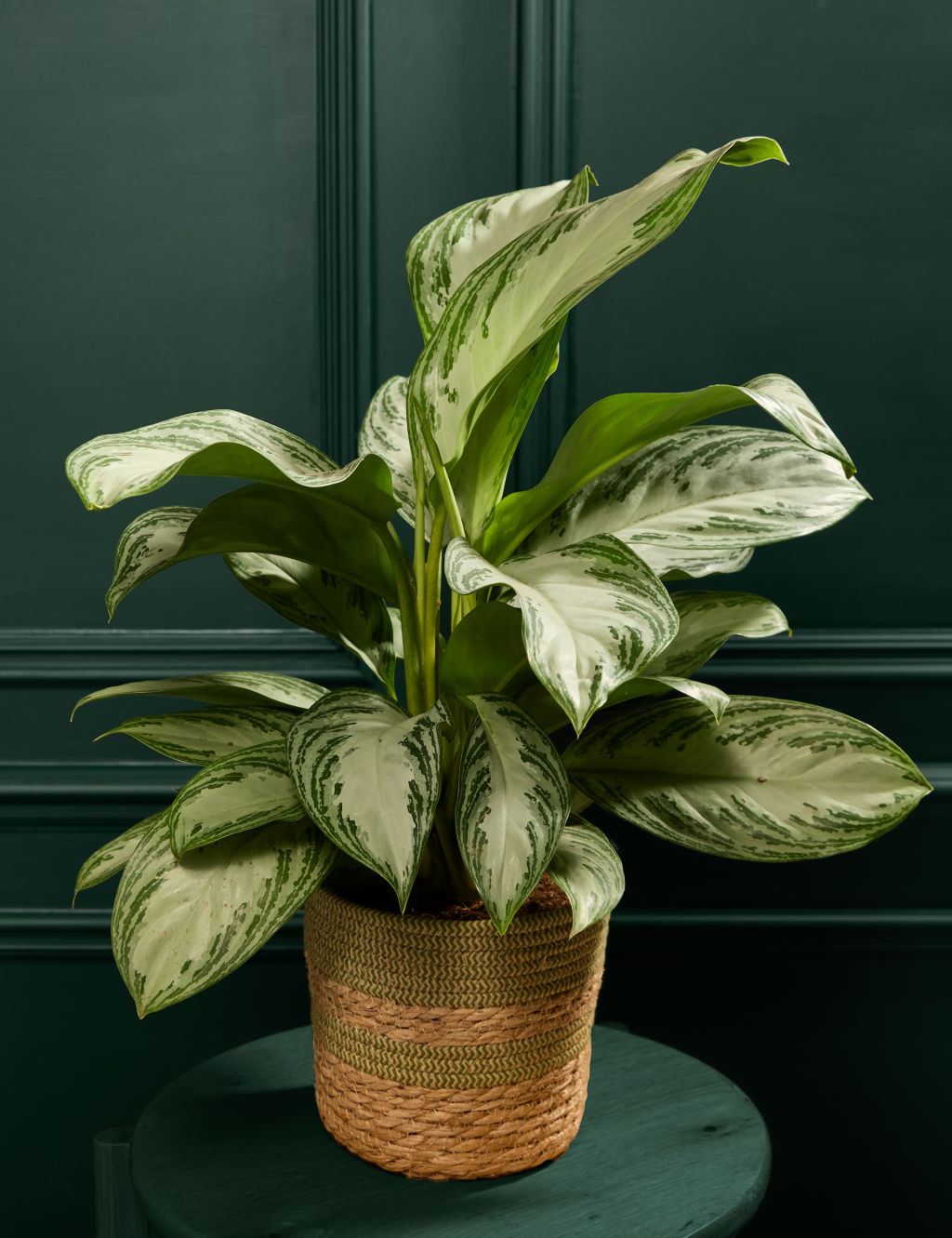 Aglaonema in Basket