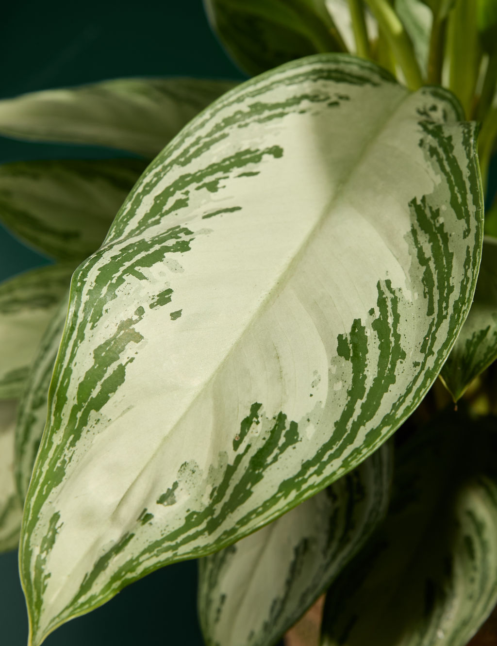 Aglaonema in Basket
