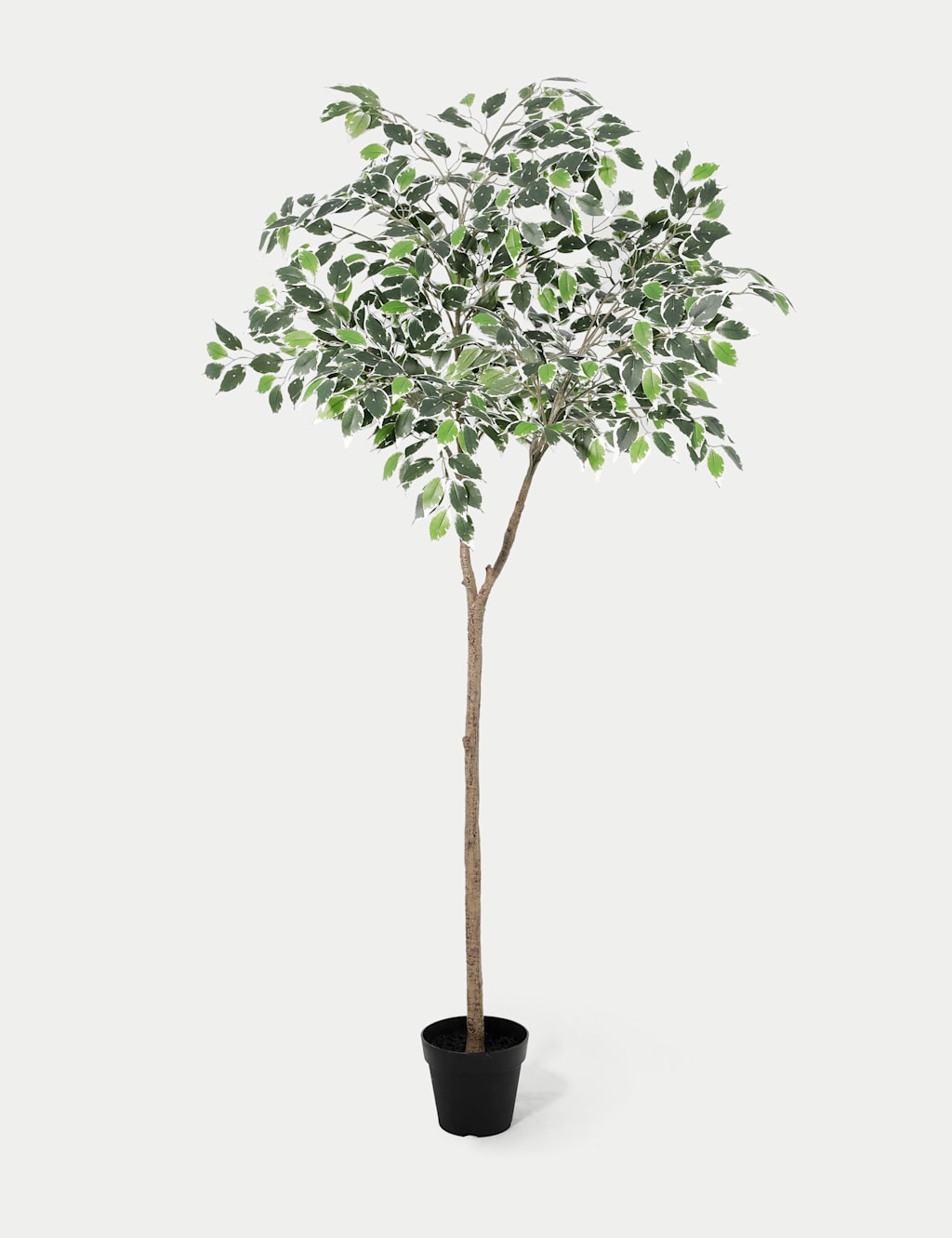 Blooming Artificial Artificial 5ft Ficus Topping Tree - Green - Available at M&S