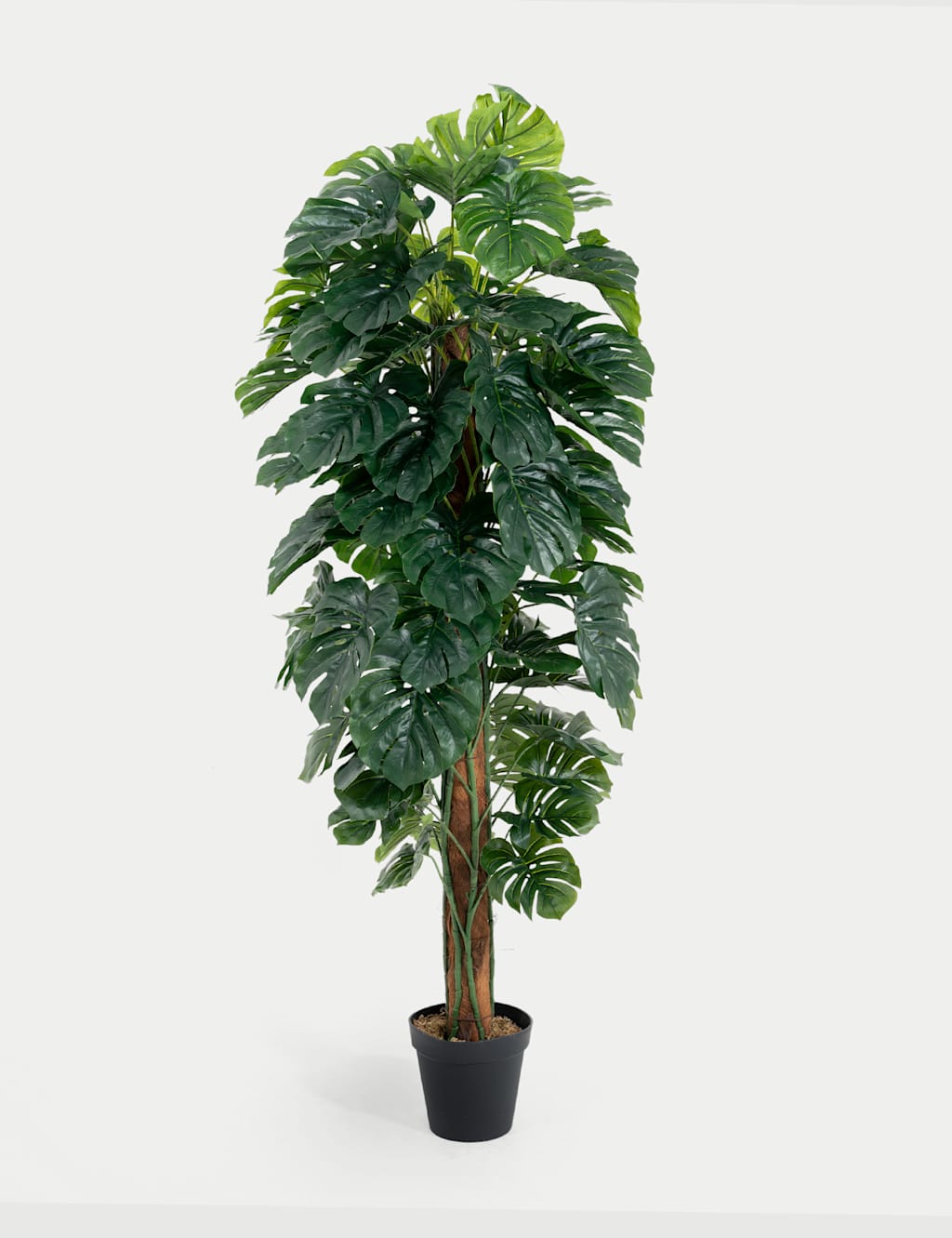 Blooming Artificial Artificial 6ft Monstera Plant on Pole - Green - Available at M&S