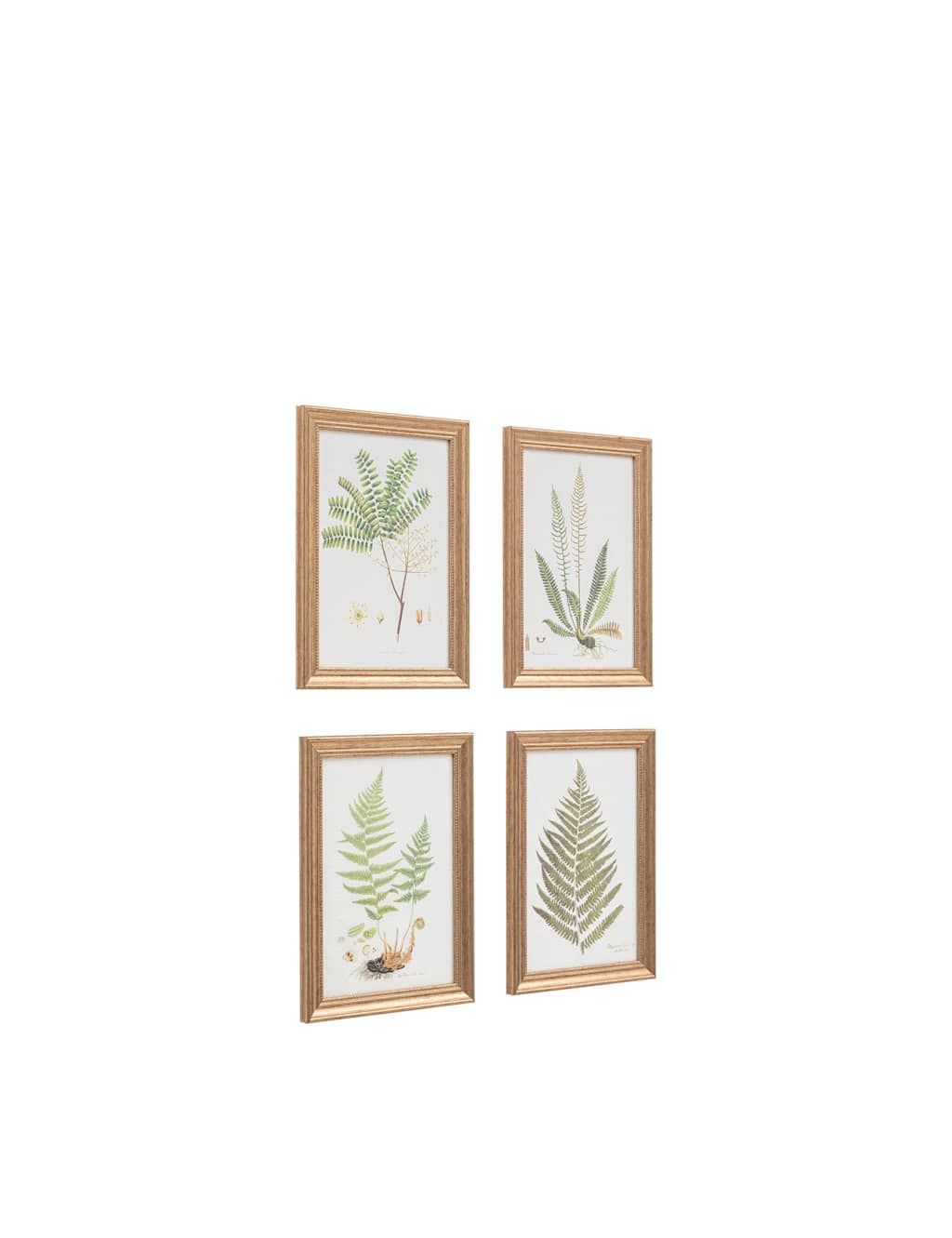 Gallery Direct Set of 4 Assorted Ferns Framed Art Green