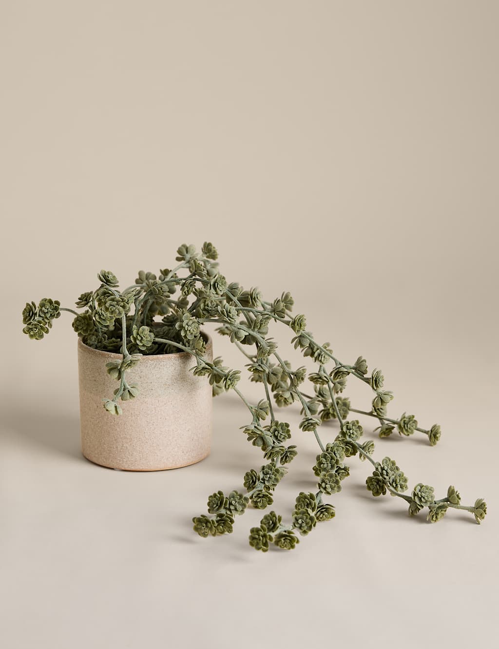 M&S Trailing Succulent in Ceramic Pot - Green