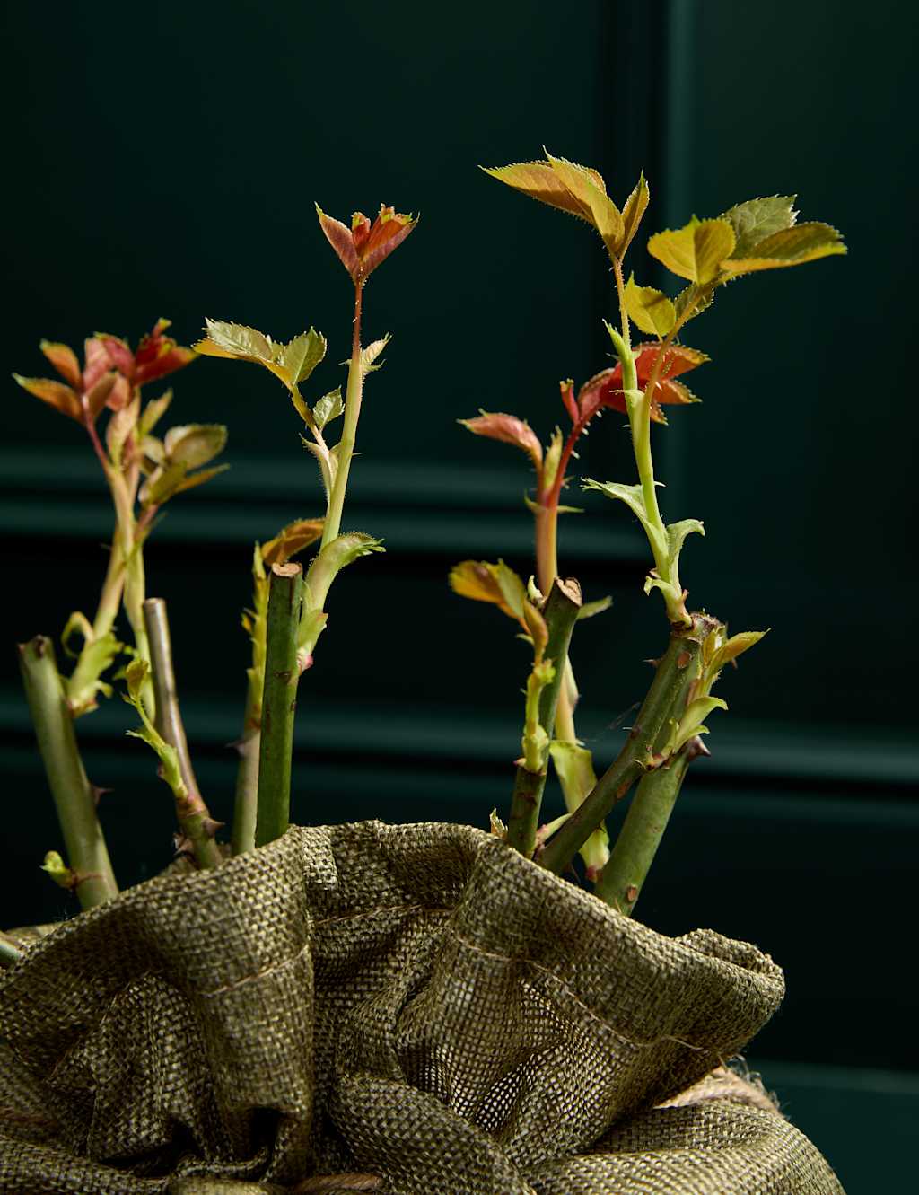 Thinking Of You Rose Plant