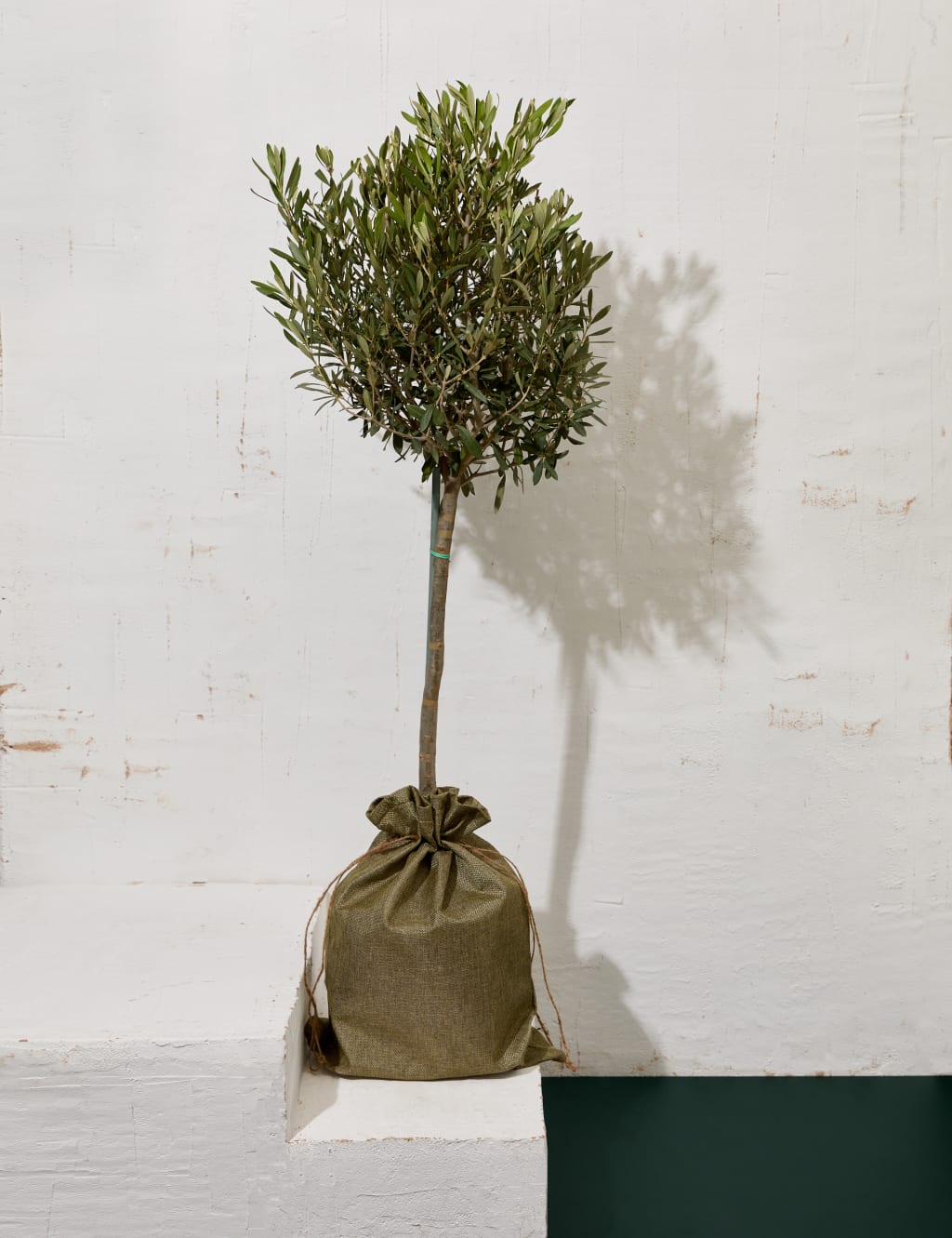 Olive Tree in Hessian Gift Bag