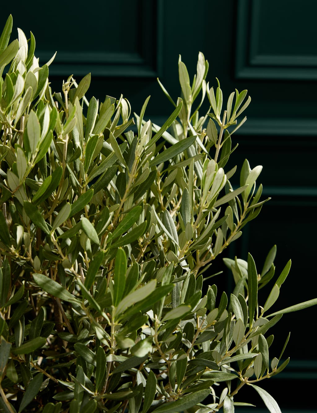 Olive Tree in Hessian Gift Bag