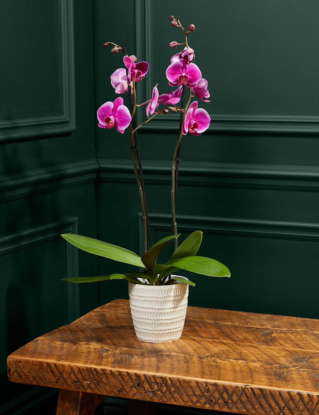 Large Purple Phalaenopsis Orchid in Ceramic Pot