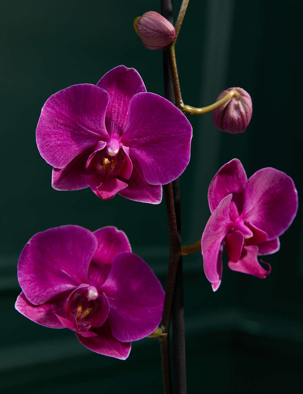 Large Purple Phalaenopsis Orchid in Ceramic Pot