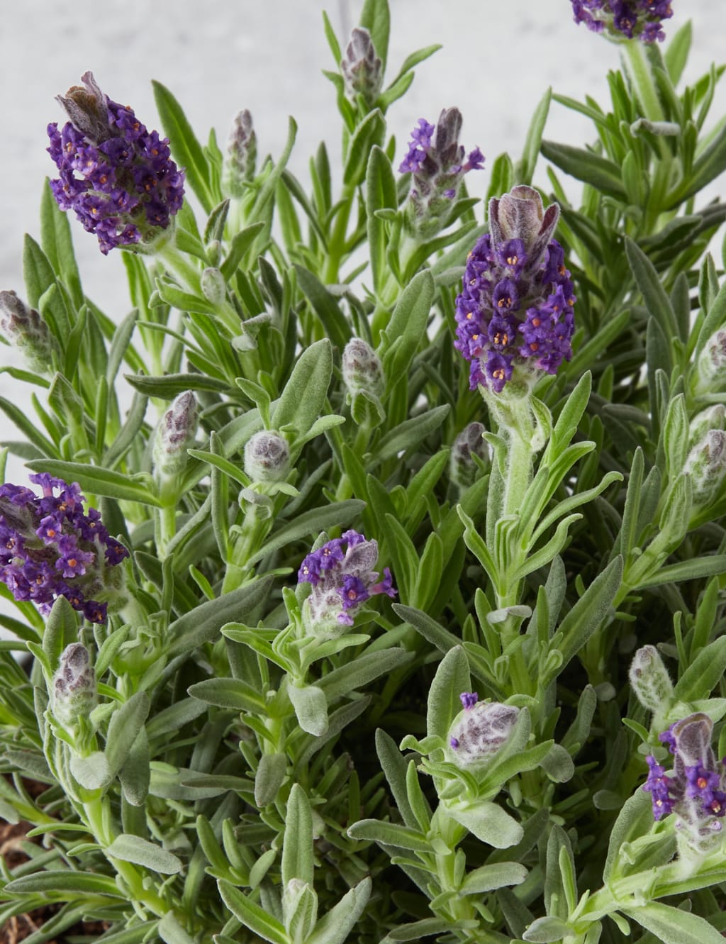 Lavender in Terracotta